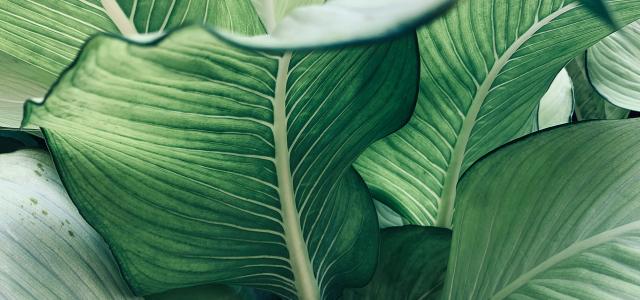 lush green foliage