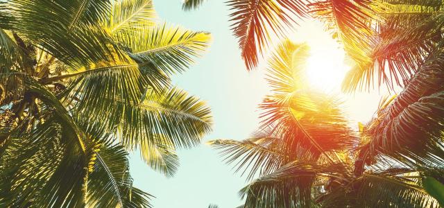 Looking up through palm trees at blue sky